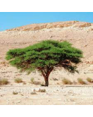 طلح نجدي 20 - 50 سم 