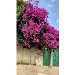 جهنمية بلدي - الجهنمية - جهنمية فوشي 40 -70 سم