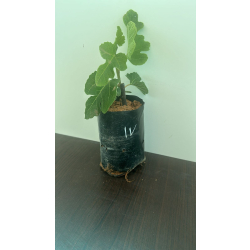 التين - تين الكويزي 5 - 10 سم