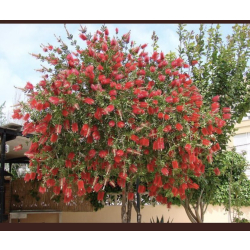 فرشاة الزجاج 40 - 80 سم فرشاة الزجاج 40 - 80 سم