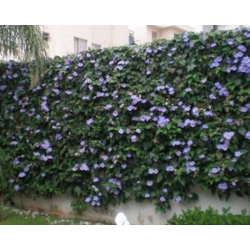 ست الحسن 80 - 120 سم 