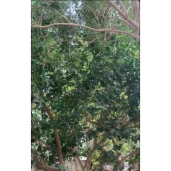 الخيفان 110 - 140 سم