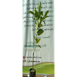 الليمون - ليمون اخطبوط مطعم عمر سنتين ونص