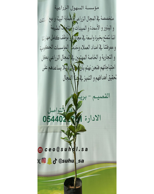 البرتقال - برتقال ابو صره مطعم مع فالنسيا تطعمين عمر سنه ونص