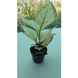 اجلونيما ماريا 25 سم اجلونيما ماريا 25 سم