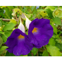 اريكتا متسلقة عبائة الملك طول 20 - 50 سم اريكتا متسلقة عبائة الملك طول 20 - 50 سم