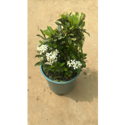 اكزورا ابيض 20 - 30 سم