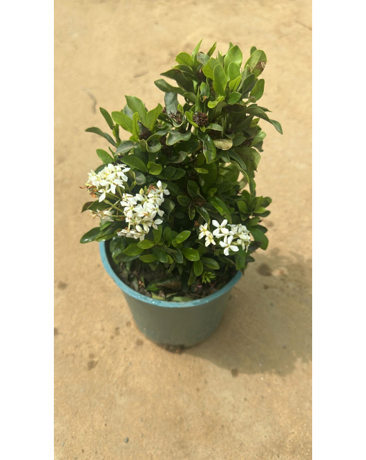 اكزورا ابيض 20 - 30 سم