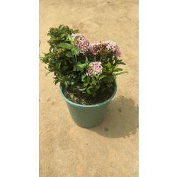 اكزورا وردي 10 - 20 سم