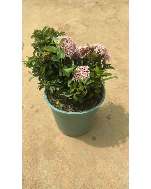 اكزورا وردي 10 - 20 سم