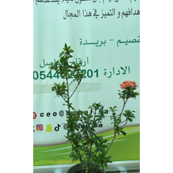 اكزورا 30 - 50 سم