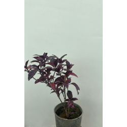 اكليفيا احمر 20 - 30 سم اكليفيا احمر 20 - 30 سم