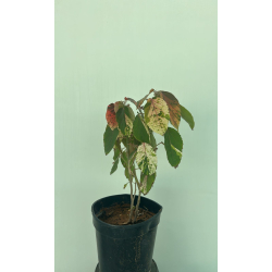 اكليفيا مبرقش 20 - 40 سم