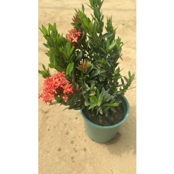 اكزورا برتقالي 30 - 40 سم