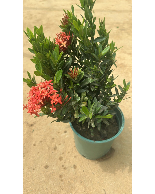 اكزورا 30 - 40 سم