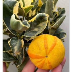 البرتقال - برتقال مبرقش بنك عمر نسه ونص