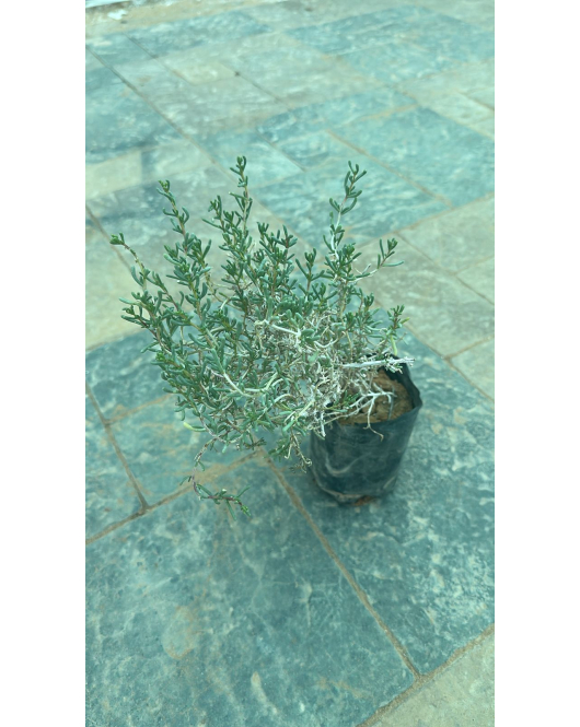 الشنان الشعيري