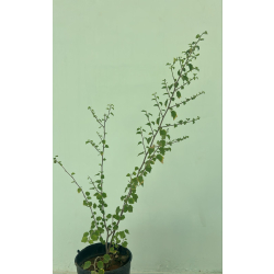 القضيم 40-60 سم  القضيم 40-60 سم