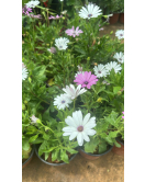 افريكانديزي - اللؤلؤه الافريقيه 10 - 30 سم