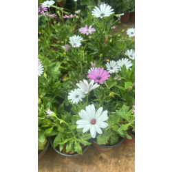 افريكانديزي - اللؤلؤه الافريقيه 10 - 30 سم