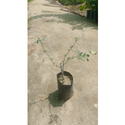 شتلة المرة - مرة 20 - 30 سم 