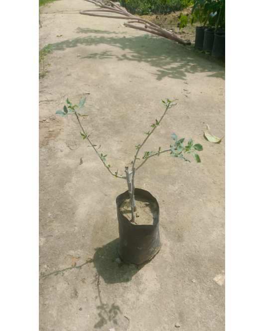 شتلة المرة - مرة 20 - 30 سم 