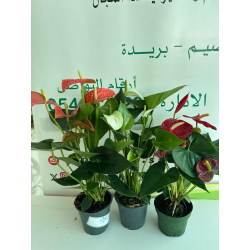 داخلي - انتوريوم الوان 25 سم