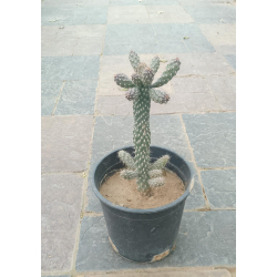 صبار اوبونتيا سيلندريكا 10 - 20 سم