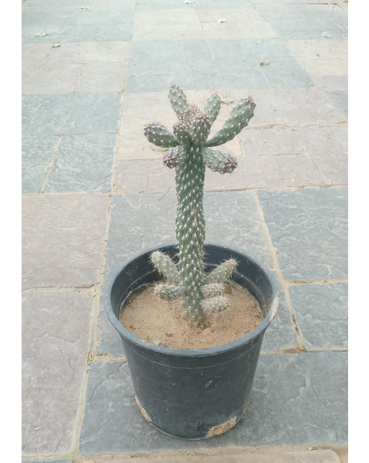 صبار اوبونتيا سيلندريكا 10 - 20 سم