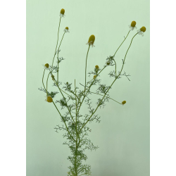 البابونج - بابونج 40 - 60 سم