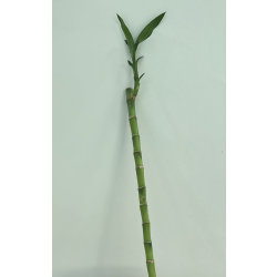 داخلي - بامبو مستقيم 50 سم