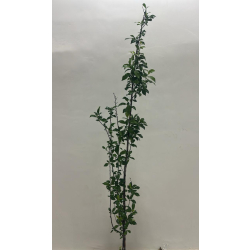 بخارى احمر - برقوق عمر سنتين