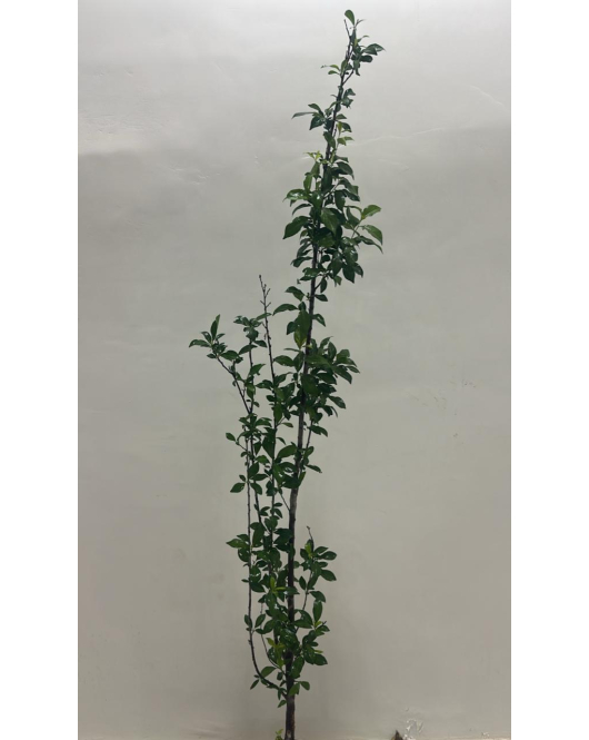 بخارى احمر - برقوق عمر سنتين