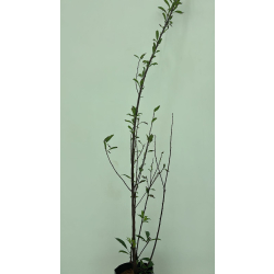 بخارى سولار سنتين