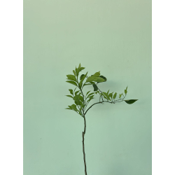 البرتقال - برتقال حايل - حائل مطعم عمر سنه ونص