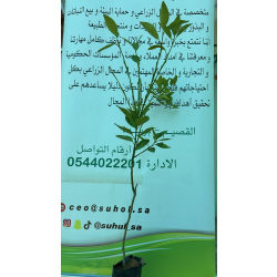 البرتقال - برتقال سكري تونسي مطعم عمر سنه ونص