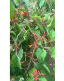 بستاشيا برتقالي 60 - 90 سم