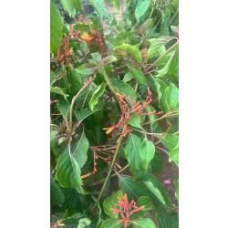 بستاشيا برتقالي 60 - 90 سم