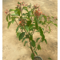 بستاشيا برتقالي 60 - 90 سم