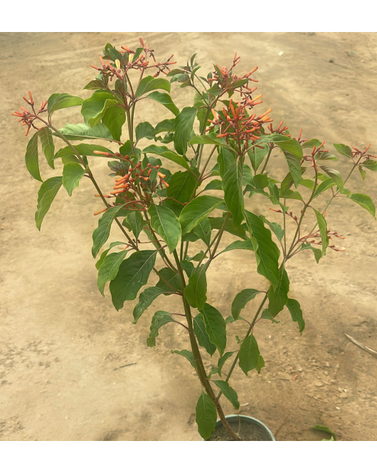 بستاشيا برتقالي 60 - 90 سم