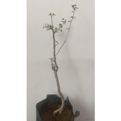 بشام 20 - 30 سم