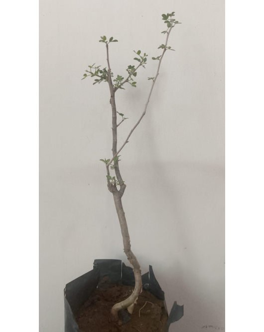 بشام 20 - 30 سم