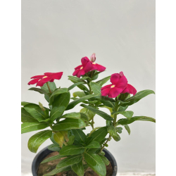 بفتة بلدي احمر 20 - 40 سم