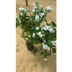 بفتة بلدي ابيض 40 - 60 سم