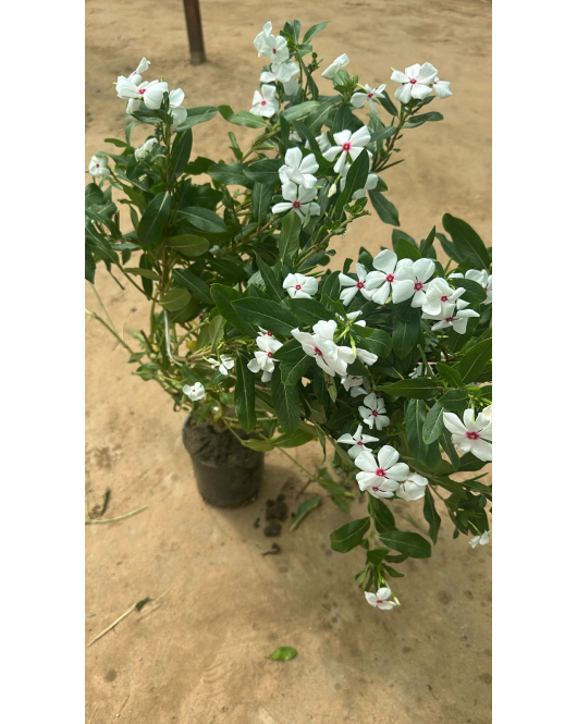 بفتة بلدي ابيض 40 - 60 سم بفتة بلدي ابيض 40 - 60 سم