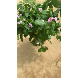 بفتة بلدي وردي 40 - 60 سم