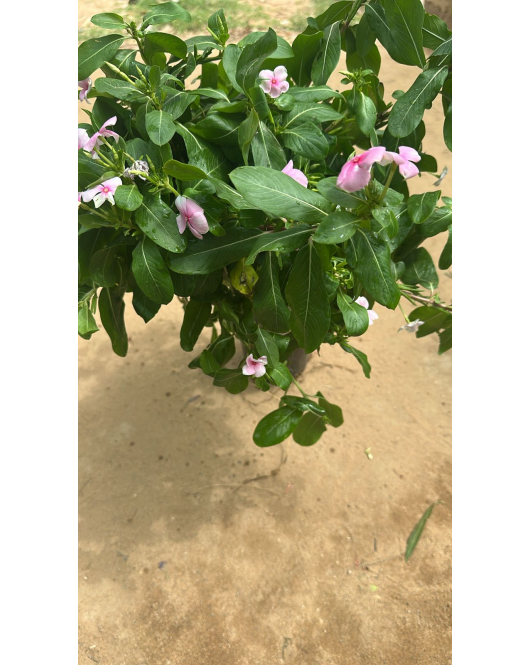 بفتة بلدي وردي 40 - 60 سم