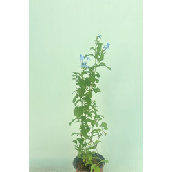  البلمباجو - البلمباغو - بلومباغو - لمباكو ازرق 30 - 50 سم