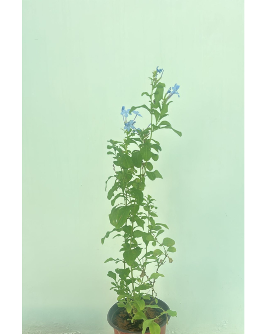 البلمباجو - البلمباغو - بلومباغو - لمباكو ازرق 30 - 50 سم  البلمباجو - البلمباغو - بلومباغو - لمباكو ازرق 30 - 50 سم