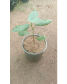 بمبرة 10 - 20 سم 